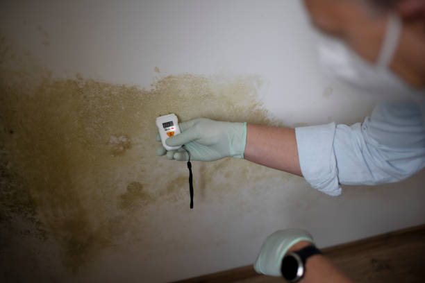 Mold Testing and Removal in Hudson, NY