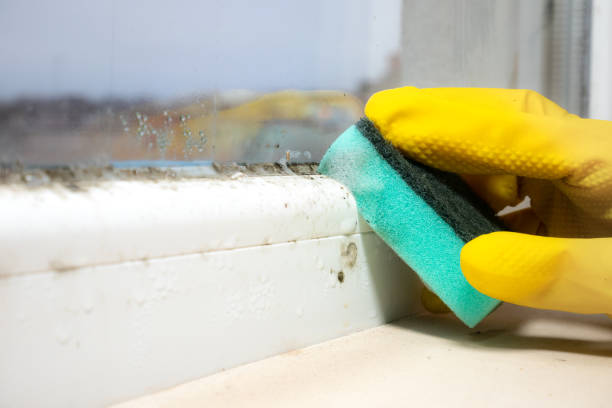 Best Mold Remediation  in Hudson, NY