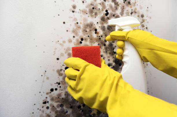 Best Mold Testing and Removal  in Hudson, NY