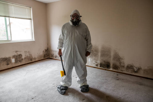 Best Toxic Mold Removal  in Hudson, NY